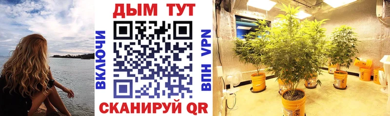 Купить Мурино Канабис индика